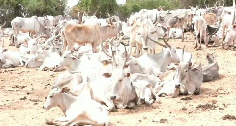 Gods oxen are suffering from lack of fodder at Bommadevarahatti in Chitradurga gvd