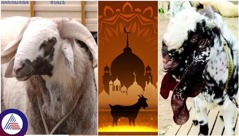 Karnataka Bakrid festival Sheep and goats sold for Rs one lakh on eid ul adha occasion sat