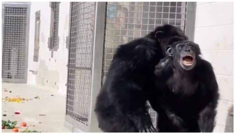 video of a chimpanzee seeing the sky for the first time after 26 years from an experimental laboratory has gone viral bkg