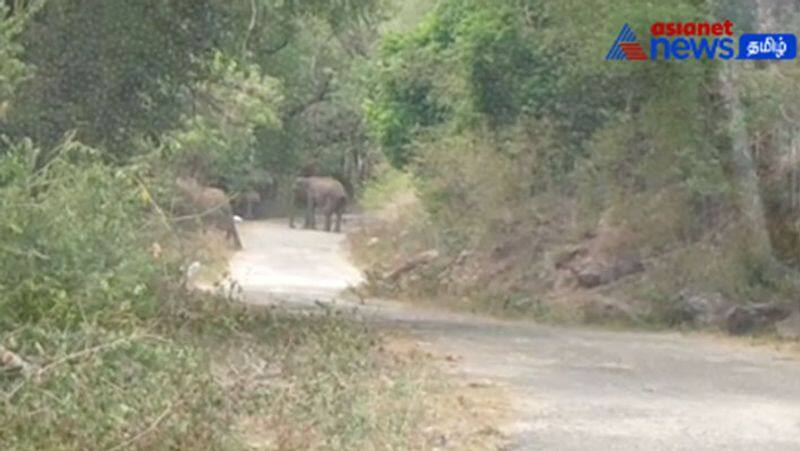 wild elephants strolling along Navamalai road next to Pollachi! - Forest department alert!