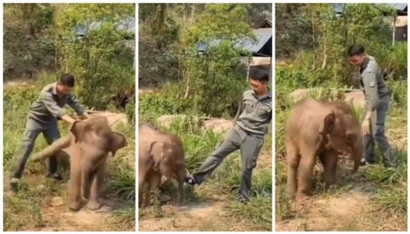 video of Forest Department officer pranks with baby elephant goes viral bkg 