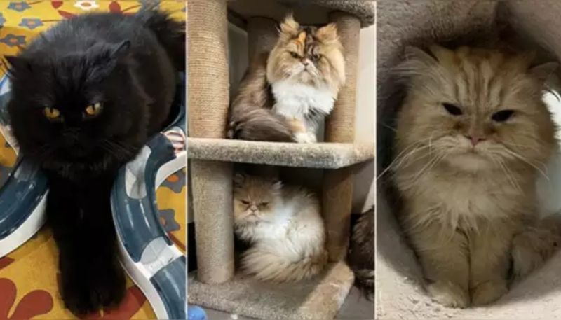 Eleven pet cats poisoned to death at an apartment in Bengaluru gow