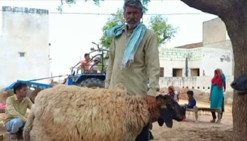 man refuses rs 1 crore offer for lamb in rajasthan s churu here ash