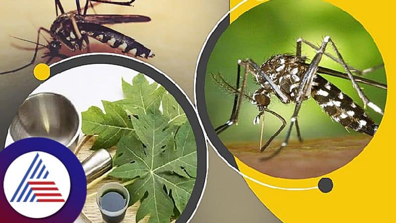 home remedies and ayurveda Medicine to reduce Malaria and Dengue pav