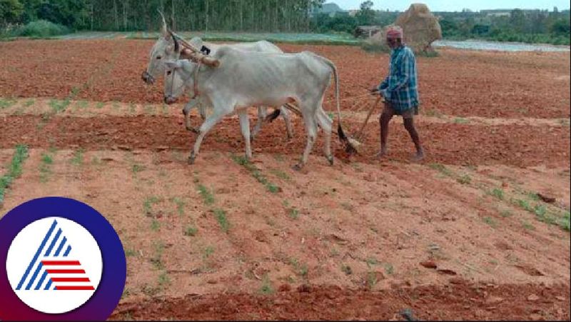 Raichur farmers sow seeds, collect manure but lack of rain rav