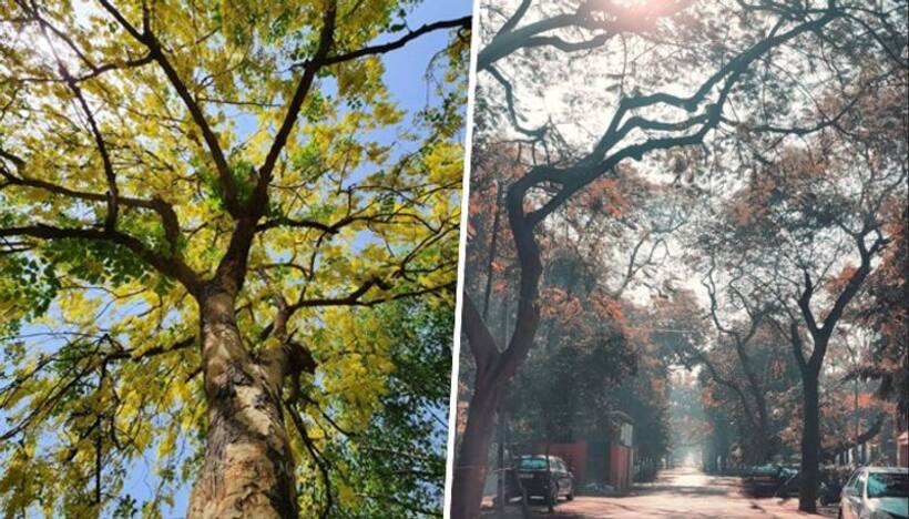 Scorching Summers to Chilly Winters: Delhi weather has it all