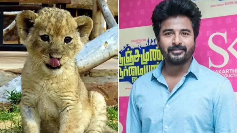 Sivakarthikeyan adopted a 3 year old lion in vandalur zoo