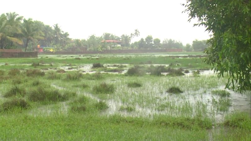 Thousands of hectares of agricultural land are falling waste in Uttara Kannada district gvd