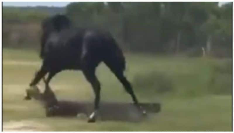 video of crocodile and a horse fight goes viral bkg 