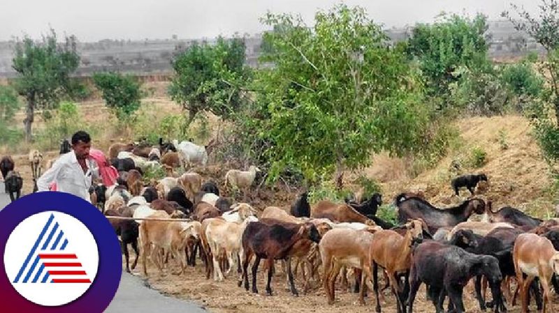 New demand from Raichur shepherds  CM Siddaramaiah rav