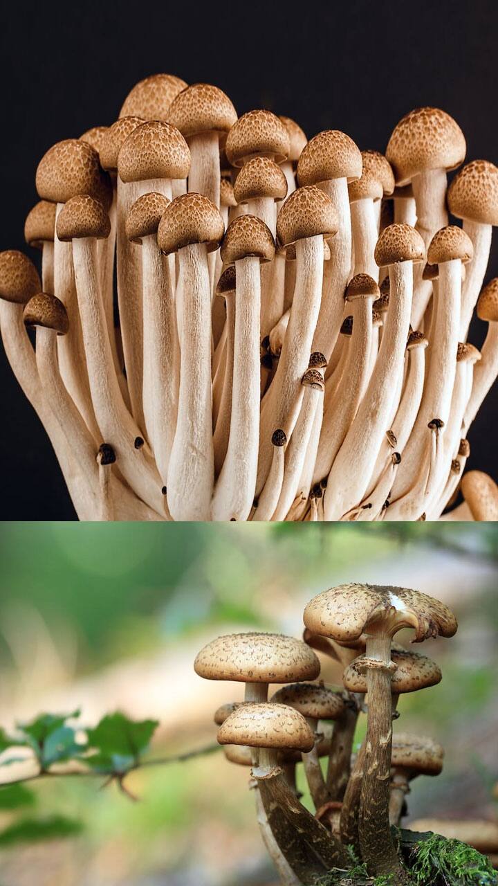 Health benefits and side effects of eating Mushroom Vin