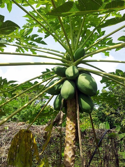 1. Papaya Leaf Juice