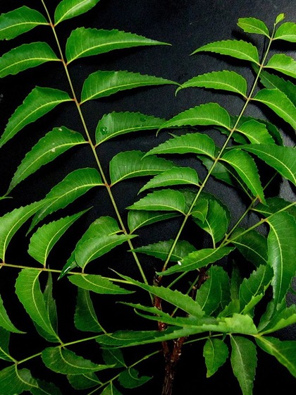2. Neem Leaves