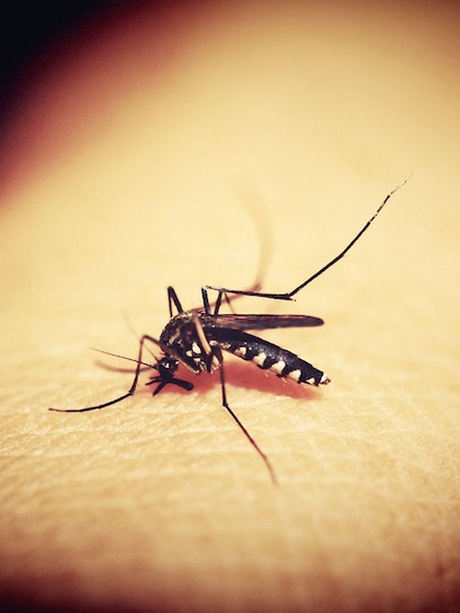 10 effective home remedies for dengue and malaria