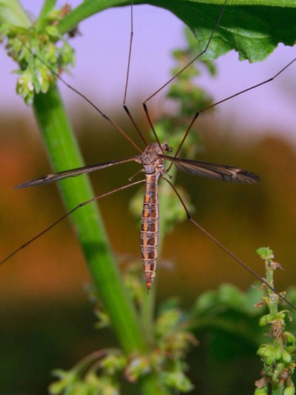 Dengue, malaria affect millions worldwide