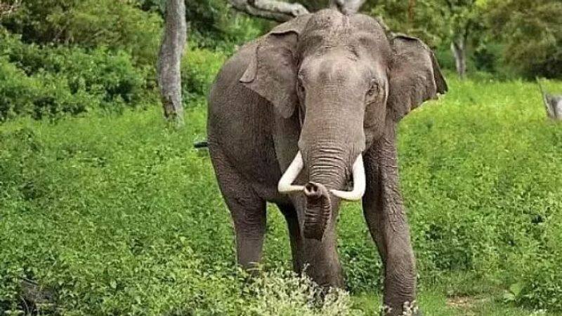 farm worker killed by wild elephant in theni district