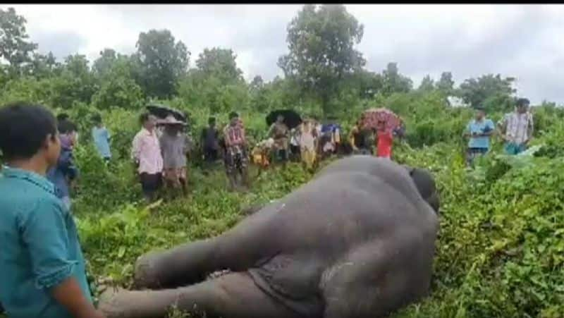 Wild Elephant killed by illegal electric wire fence At Chamarajanagar gvd