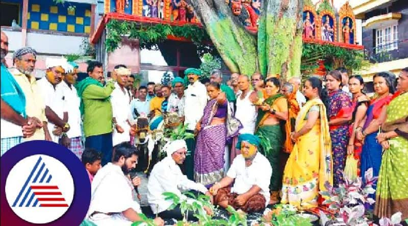 Badagi farmers donkey married for rain haveri district rav