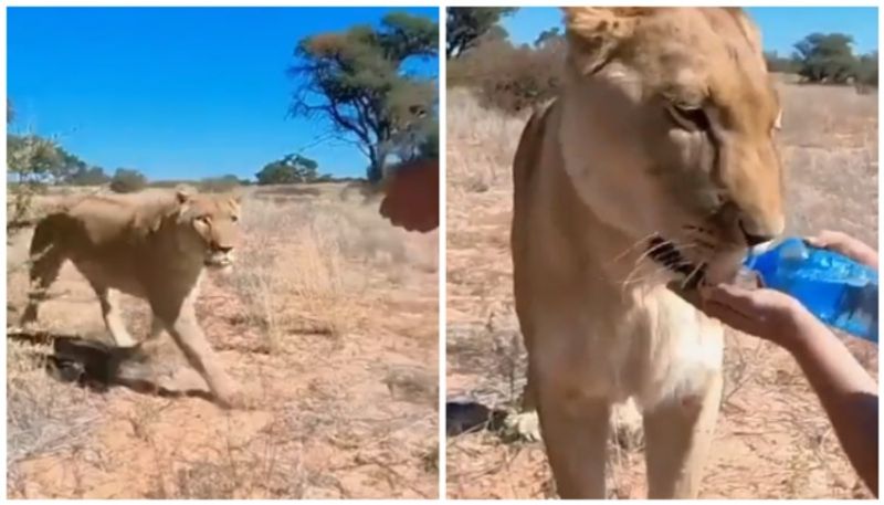 video of lioness drinks water from a bottle went viral bkg