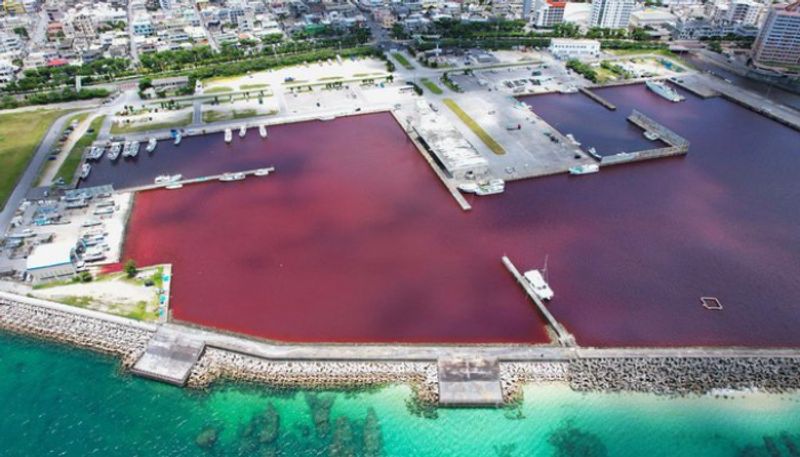 port turned blood red color after leak in beer factory etj