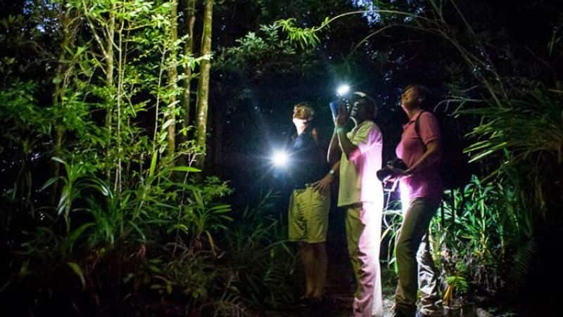 6 things to know before taking a night walk in Singapore's parks