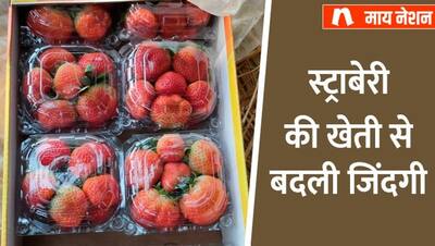 स्ट्राबेरी बेचकर बाराबंकी के सत्येंद्र वर्मा को 1st टाइम मिले 5 हजार रु., अब एक झटके में कमाते हैं 20 लाख