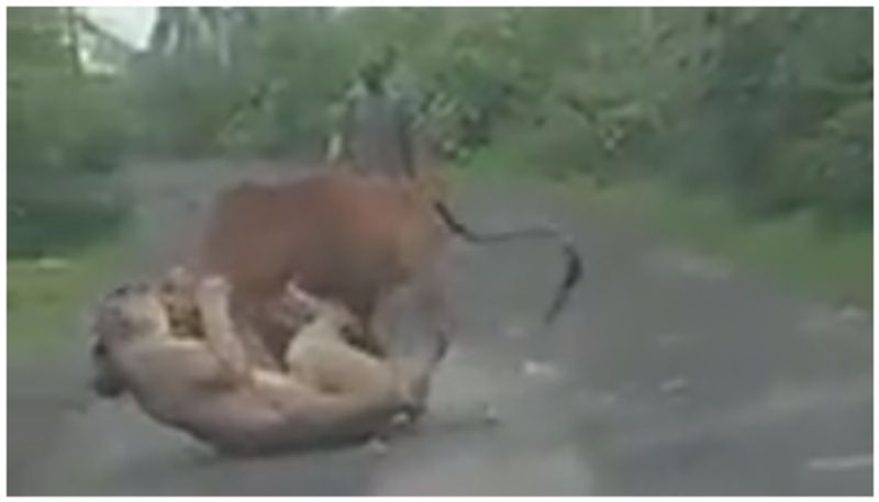 video of a farmer chasing away a lion that tried to catch a cow has gone viral bkg