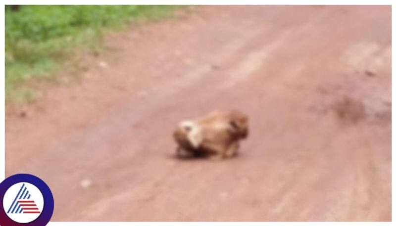 cattle head found in the middle of the road in sirsi at Uttarakannada karnataka news gow