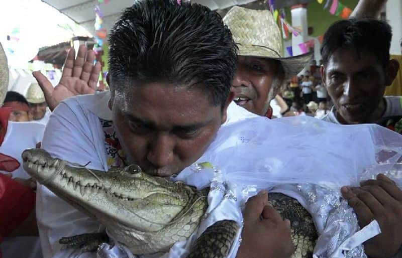 Mexican Mayor Gets Married To Crocodile To Bring Fortune To His People Vin