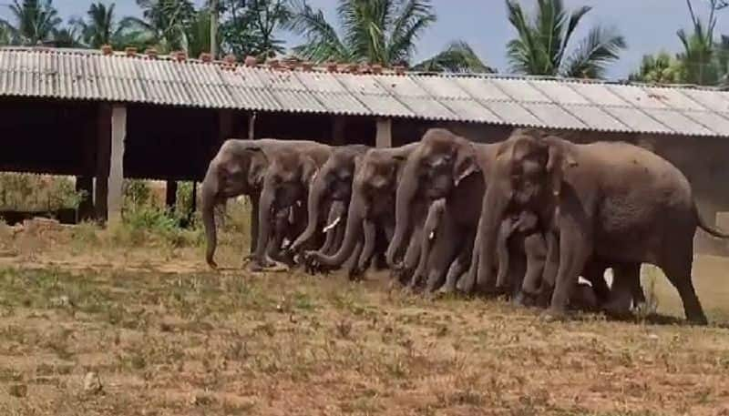 Wild Elephants Enter at Kanakapura in Ramanagara grg 