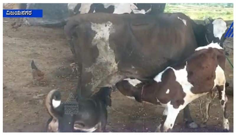 Cow  feeds milk to calf and dog nbn