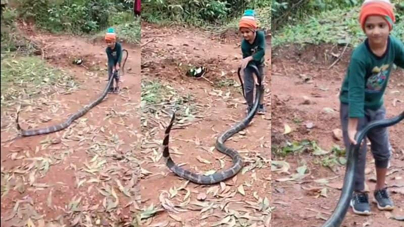 Uttara Kannada six-year-old boy from Sirsi handling snake like a pro, which is more than 6 feet long Video goes viral akb