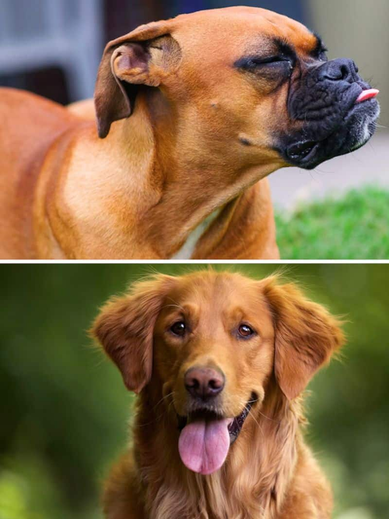 Golden Retriever to Boxer-7 Best Dog Breeds for Kids and Families RBA