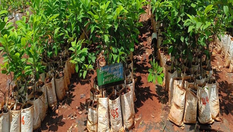 Increase in cost of plants due to lack of rain Setback for agroforestry gvd