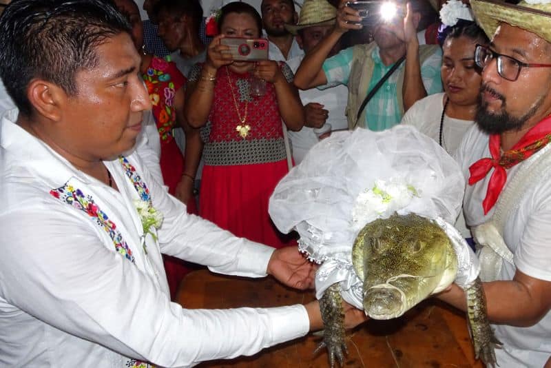 Mexican Mayor Gets Married To Crocodile To Bring Fortune To His People