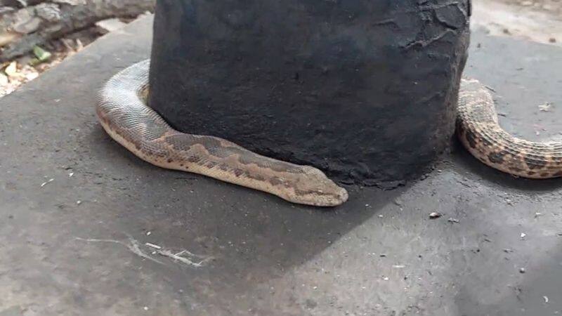 poisonous snake rescued from sivan temple in tirupur district