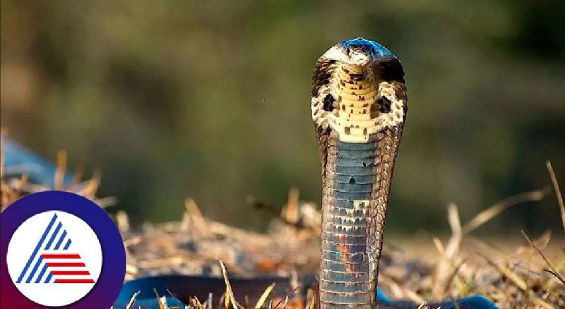 Snake Gagan rescued 12 feet long rattlesnake at kodagu rav