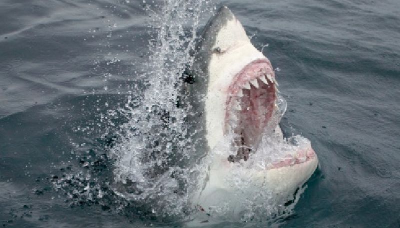 SHOCKING UK scientists claim humans 300 times 'deadlier' than sharks; here's why snt