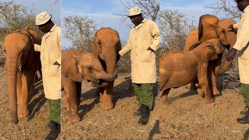 Baby elephants fighting for their owner's love Video from Kenya's Sheldrick Wildlife Trust goes viral akb