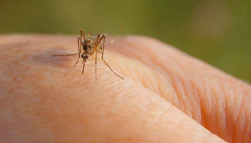 Skeeter Syndrome: A life-threatening mosquito bite allergy.. What are the symptoms? Who are at risk? Rya