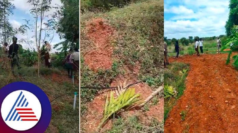 Miscreants uprooted more than 400 nut plants at tumakuru rav