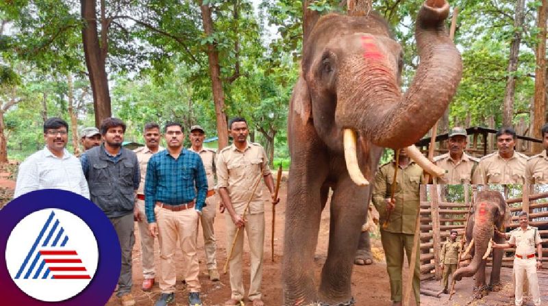 Training success for wild elephant released from Sakrebailu Elephant Sanctuary at shivamogga rav