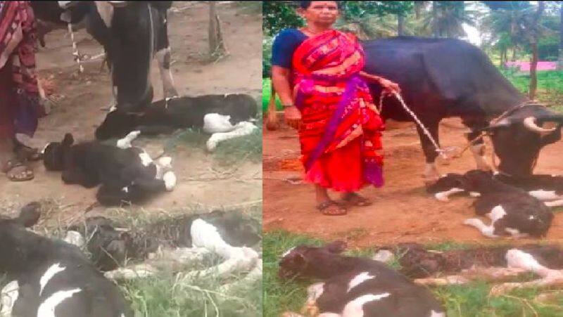 Karnataka cow given birth to four calf in chelur village in gubbi taluk of tumkur all four calfs are healthy akb