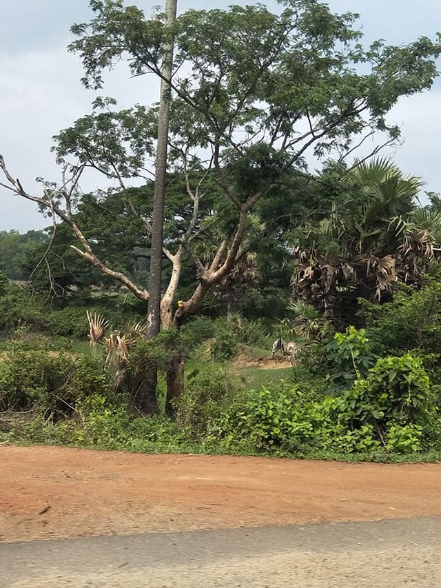 Forester Who Turned Barren Land in to the Green at Athani in Belagavi grg