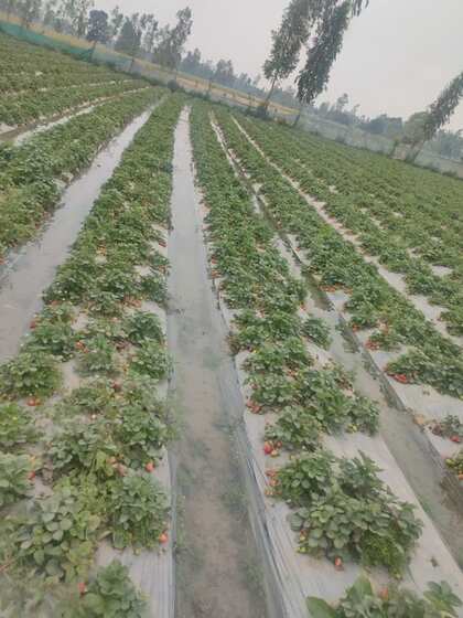 पिछले साल 5 एकड़ में खेती