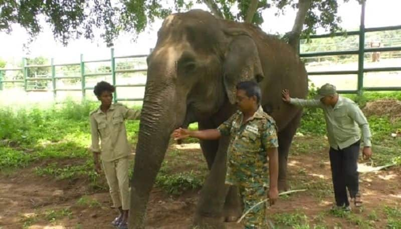 Special Care for the 87 Year Old Elephant at Bannerghatta National Park in Bengaluru grg 