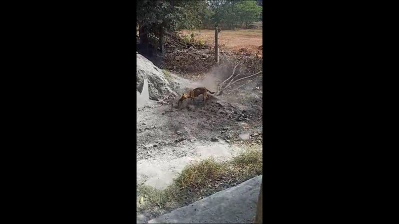 snake and dog fight in karnataka video goes viral