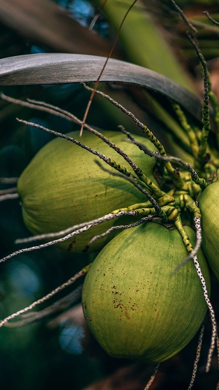 Kaikottamaleraya  Coconut farmers in trouble  snr