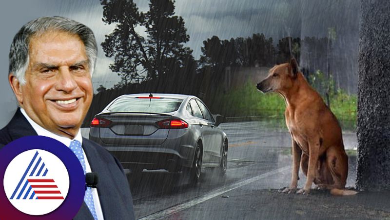 Ratan Tata Shares Post About Safety Of Stray Dogs And Cats In This Monsoon roo