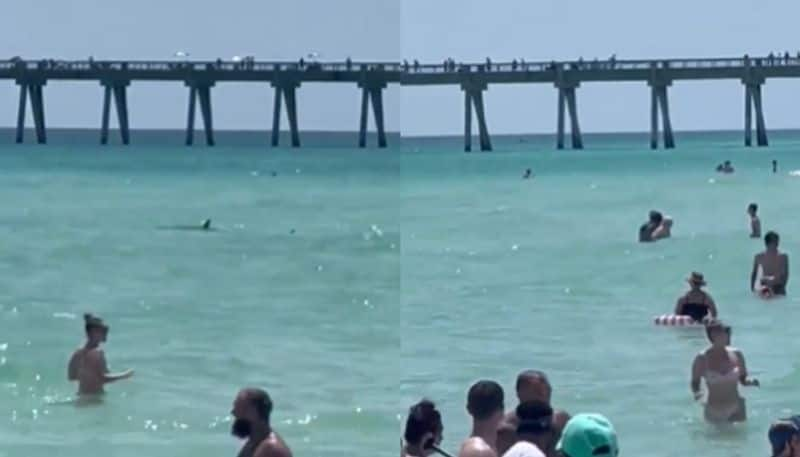 shark swimming towards tourists watch the video hyp